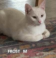 Frost - Domestic Short Hair