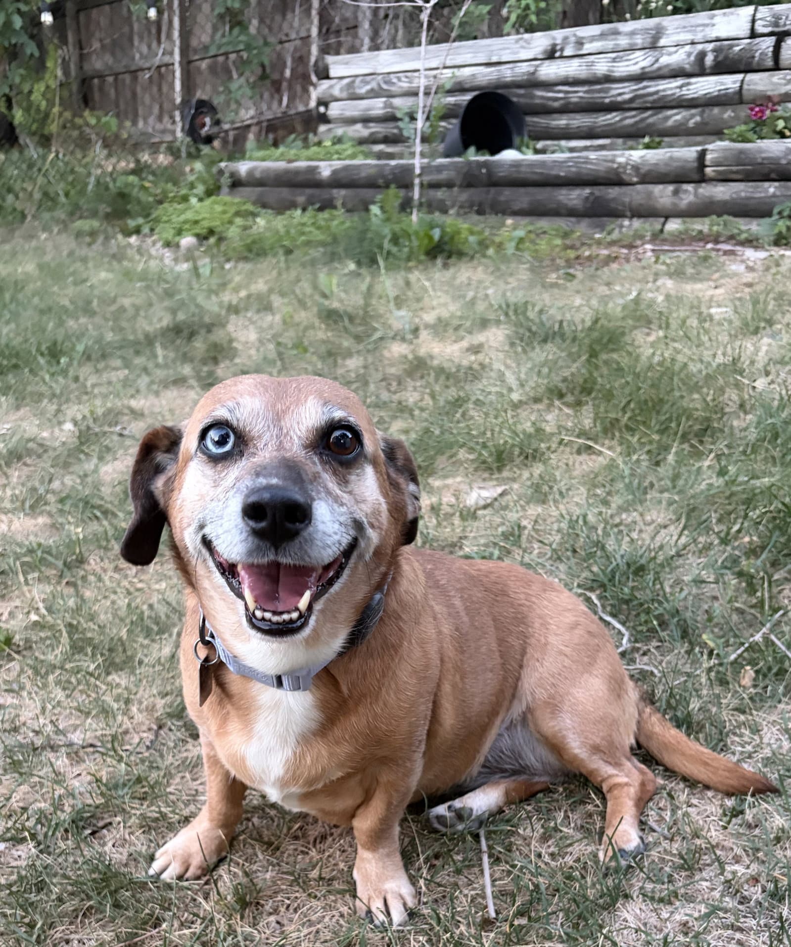 Mia - Dachshund