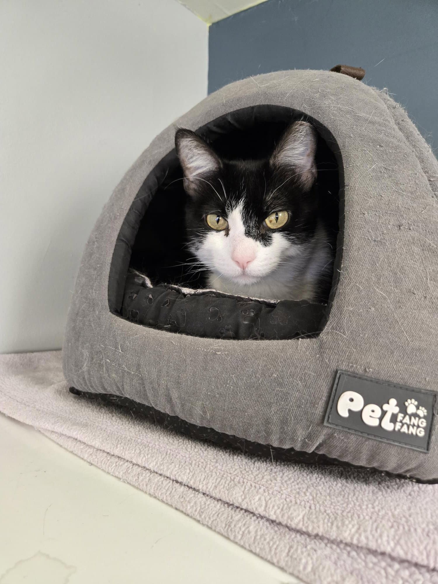 Izzy - Domestic Short Hair