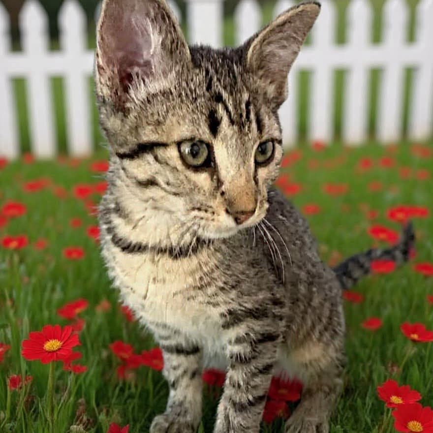 Evelyn - Domestic Short Hair