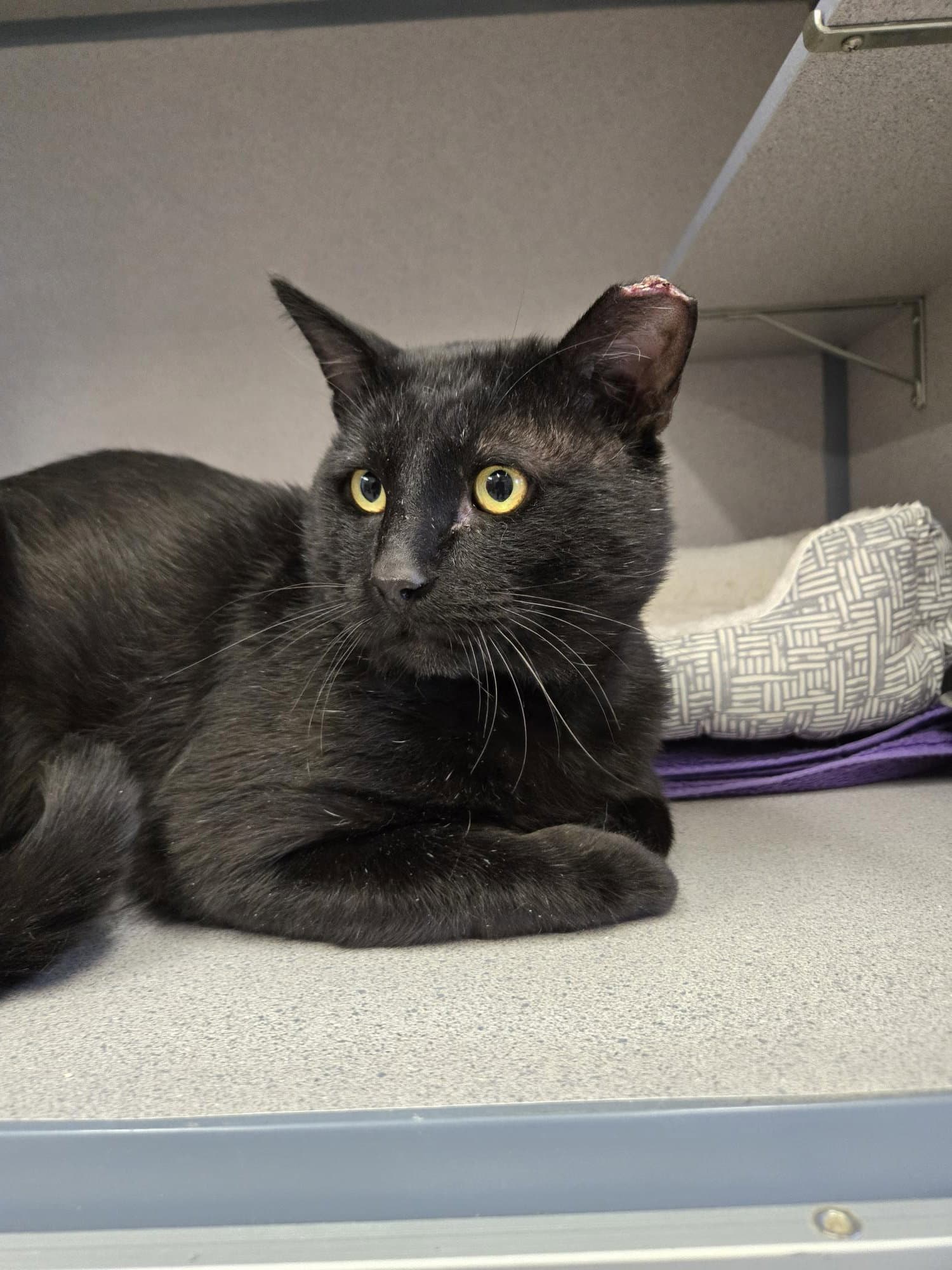 Joseph - Domestic Short Hair