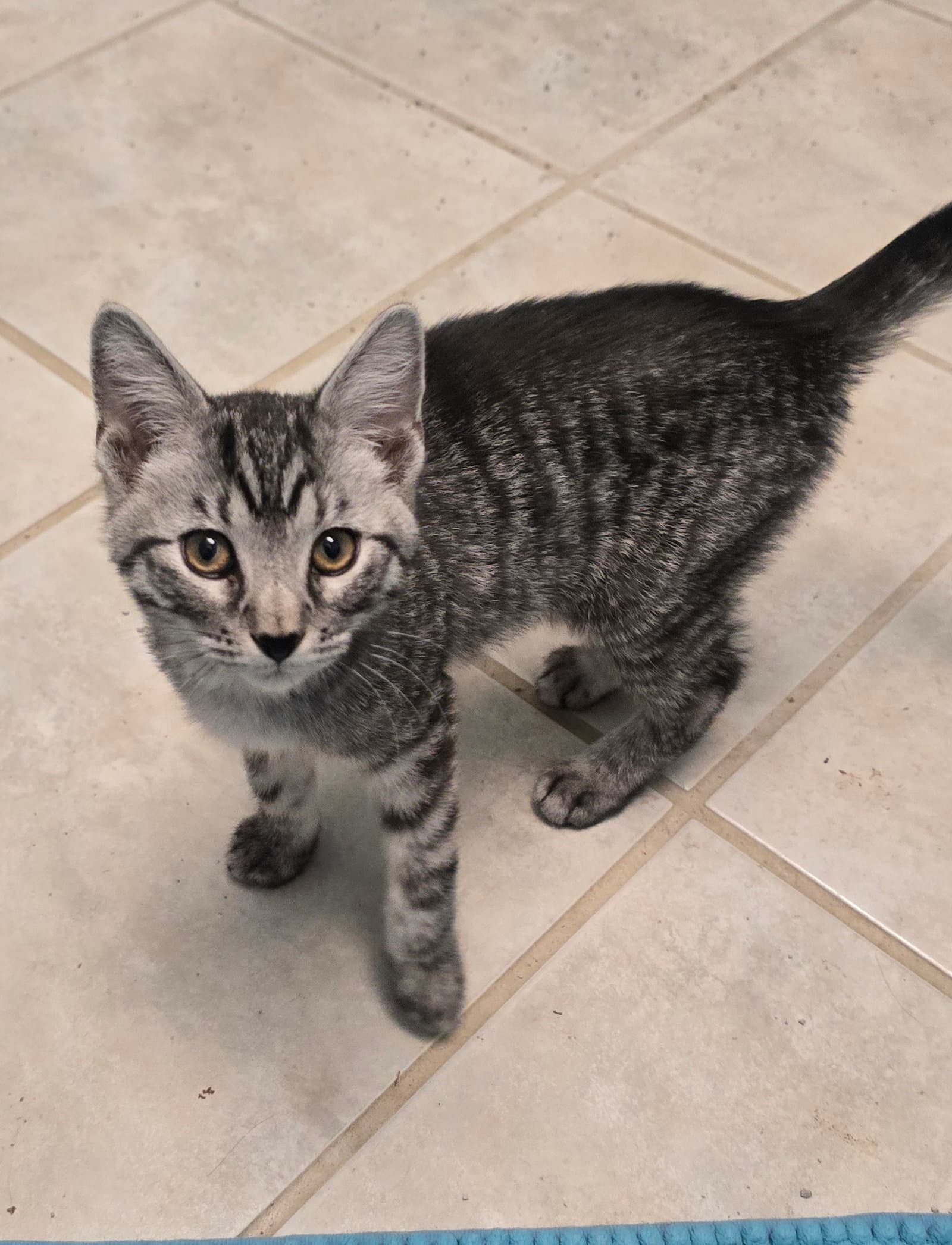 Octavius - Domestic Short Hair