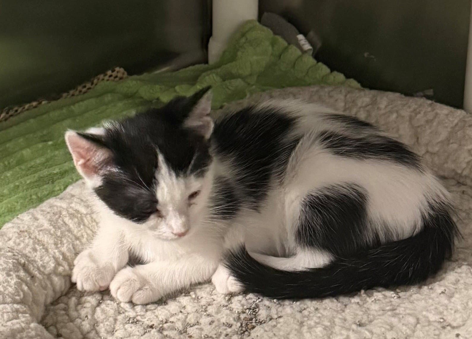 Ariel - Domestic Short Hair