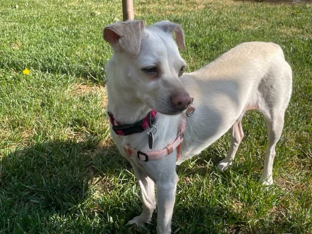 Emma - Chihuahua