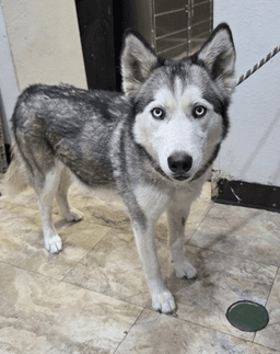 Bethel - Foster Or Forever Home Needed image 3