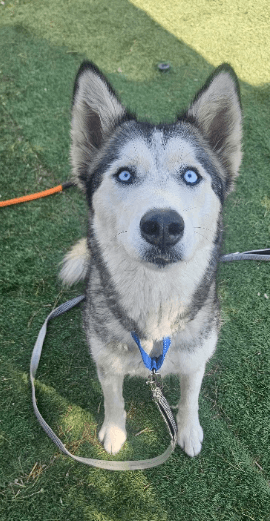 Bethel - Foster Or Forever Home Needed - Husky