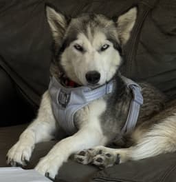 Bethel - Foster Or Forever Home Needed image 2