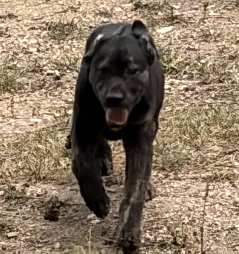 England - Labrador Retriever