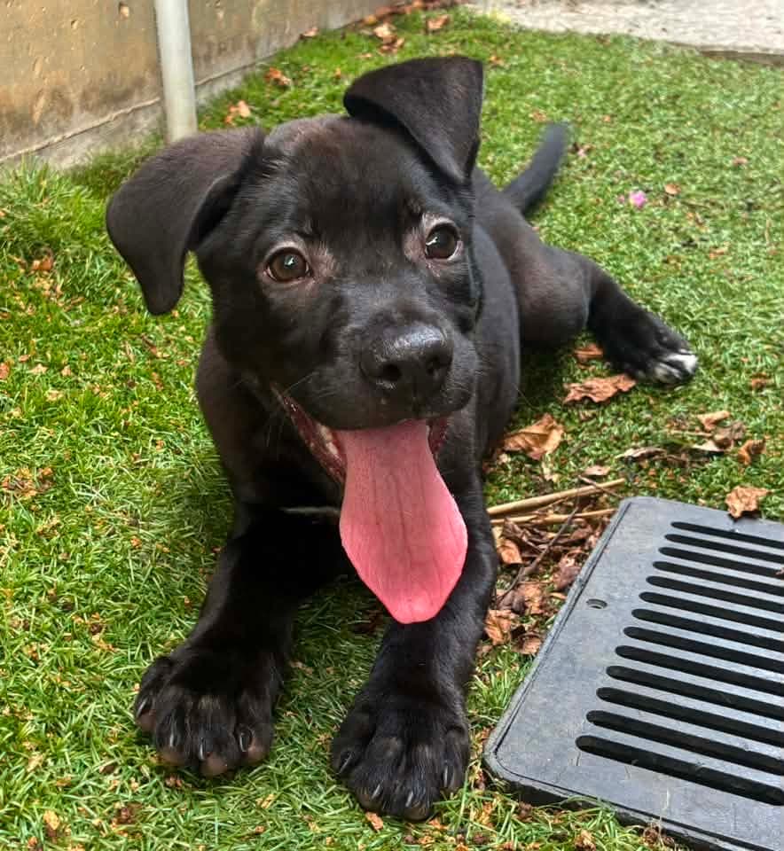 Jordan - Labrador Retriever