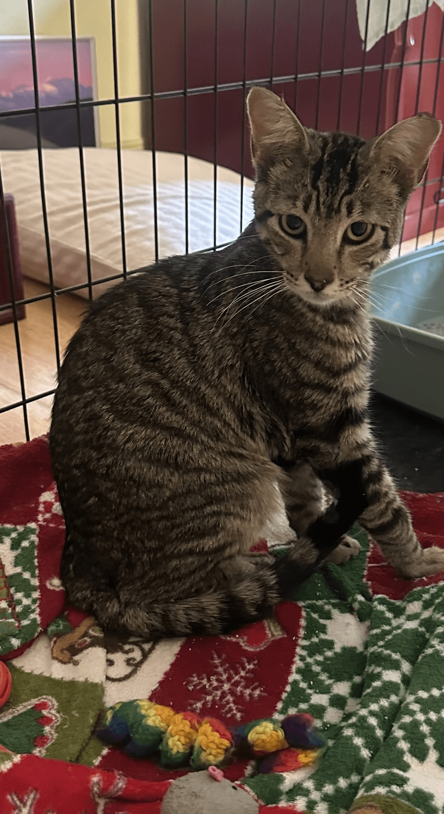 Matty - Domestic Short Hair