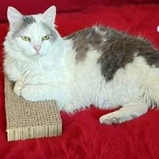 Chipper - Domestic Long Hair
