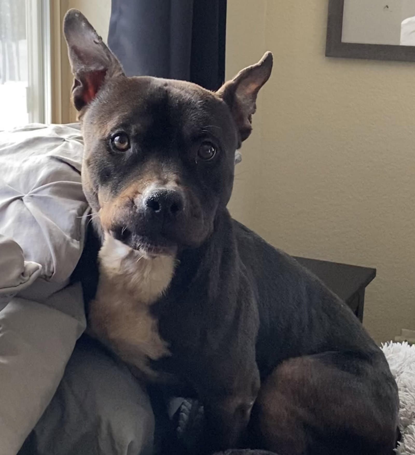 Bad Bad Leroy Brown Courtesyy Listing - Pit Bull Terrier
