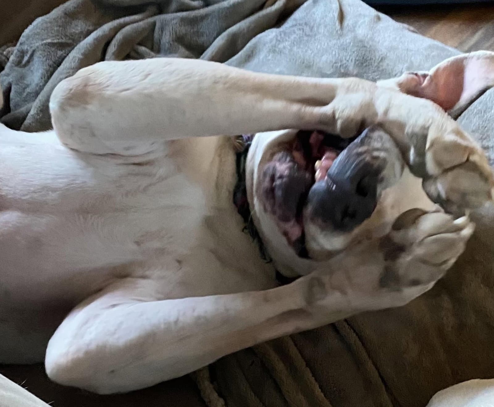 Iggy Courtesy Listing - Pit Bull Terrier