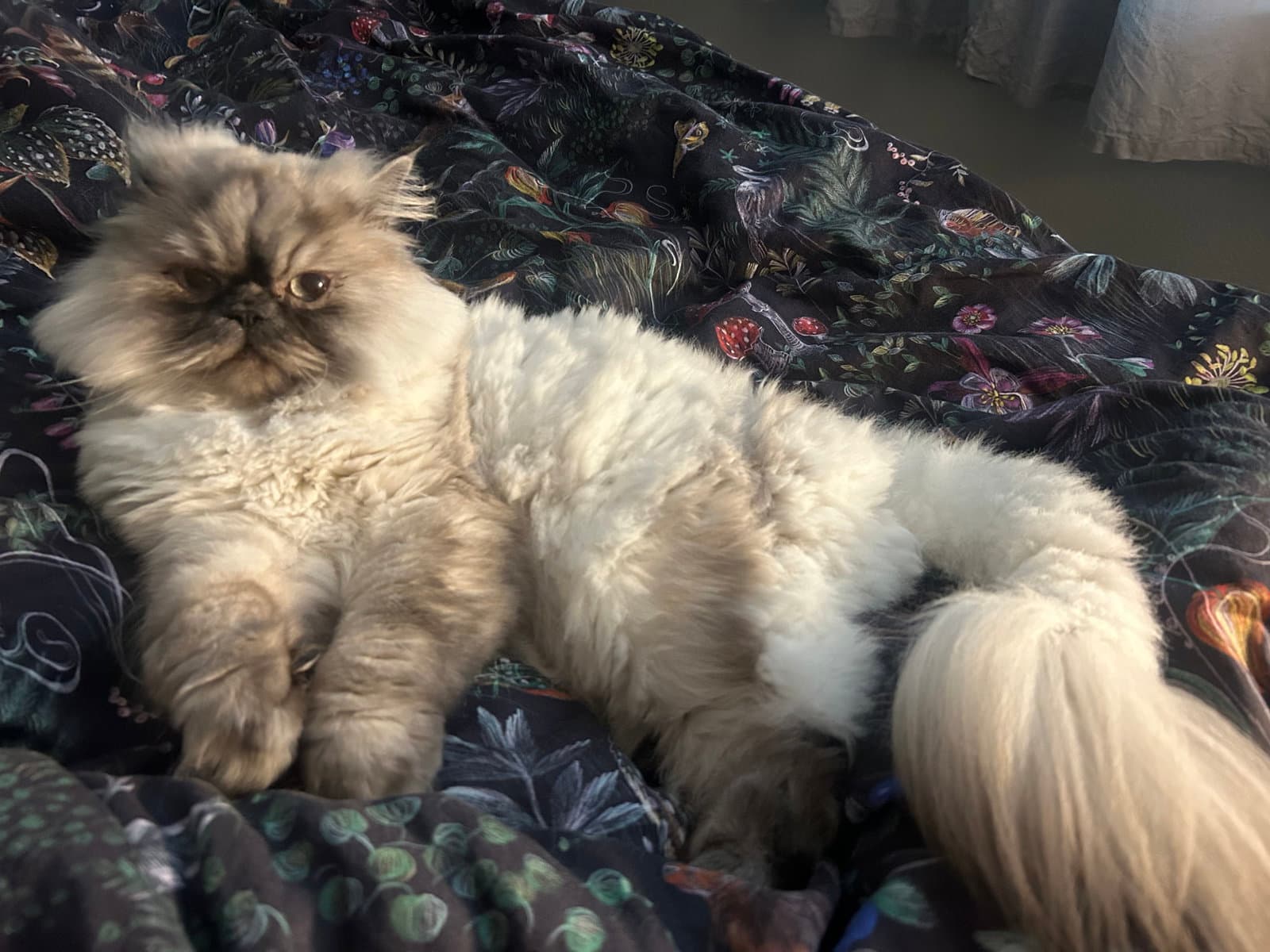 Jeffrey - Himalayan