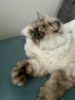 Jeffrey image 3