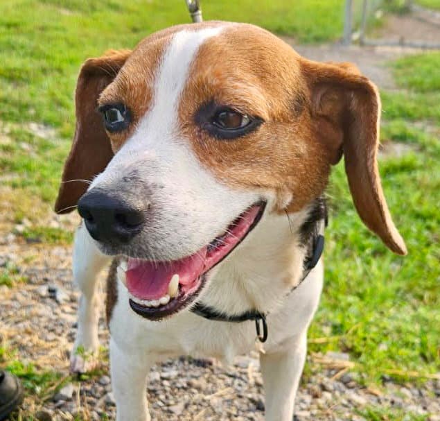 Buck - Beagle