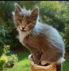 Simon - Domestic Long Hair