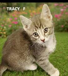 Tracy - Domestic Medium Hair