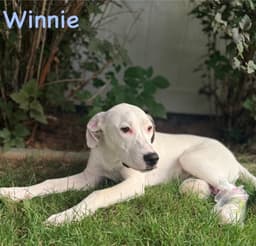 Winnie image 4
