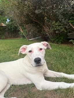 Lulu image 4