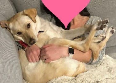 Sally Courtesy Listing - Labrador Retriever