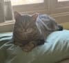 Apollo - Domestic Short Hair