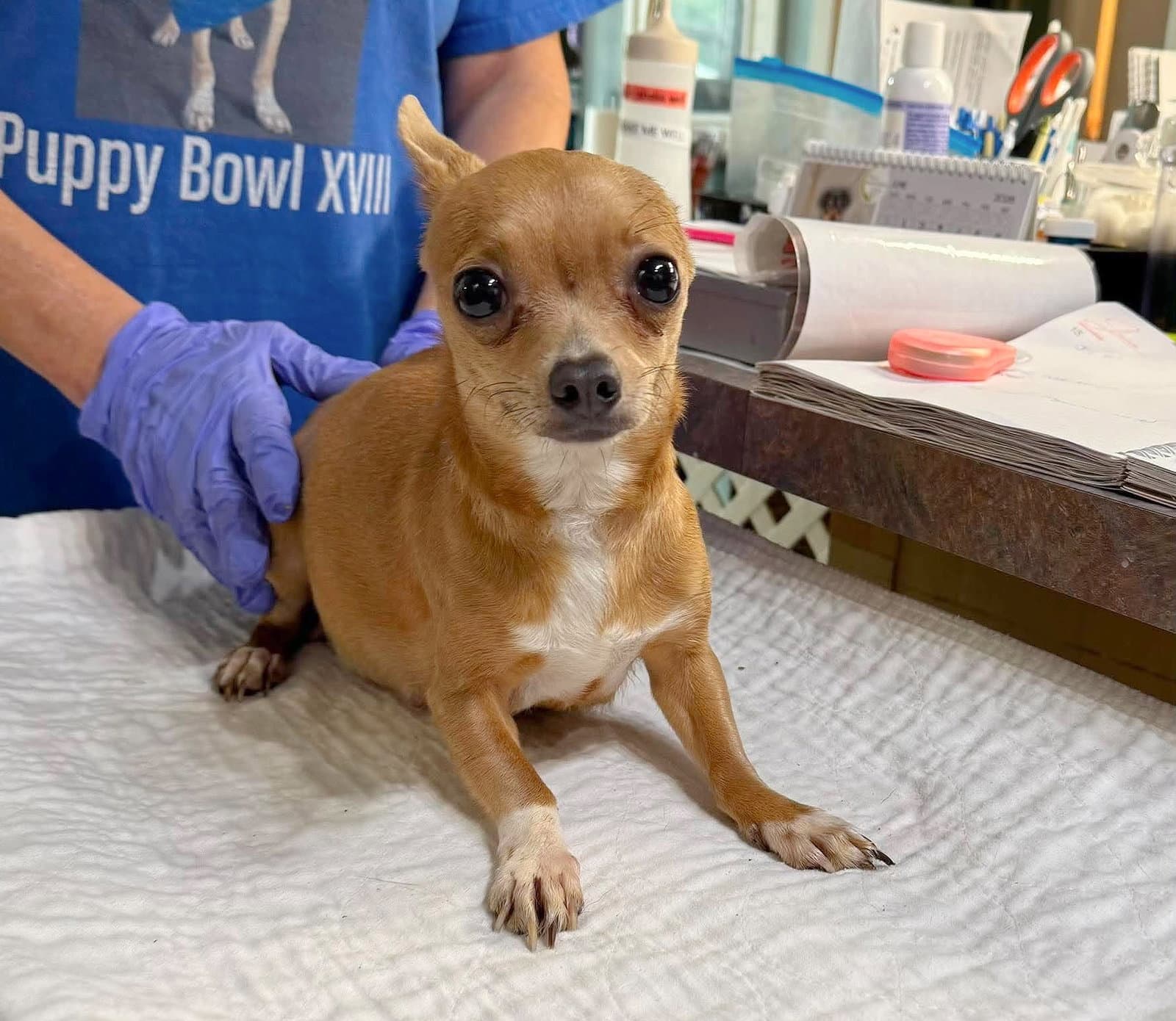 Tilly Sue Not Yet Avail - Pregnant - Chihuahua