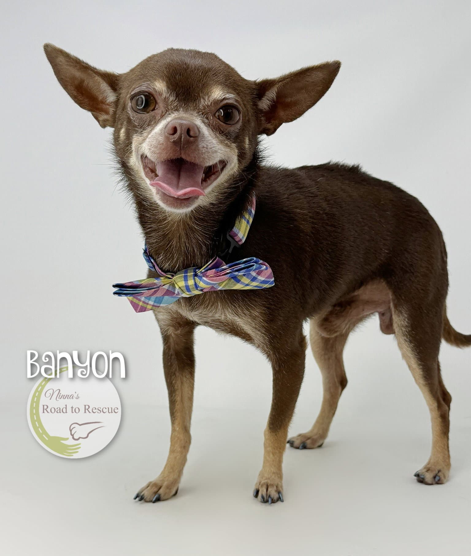 Banyan - Chihuahua