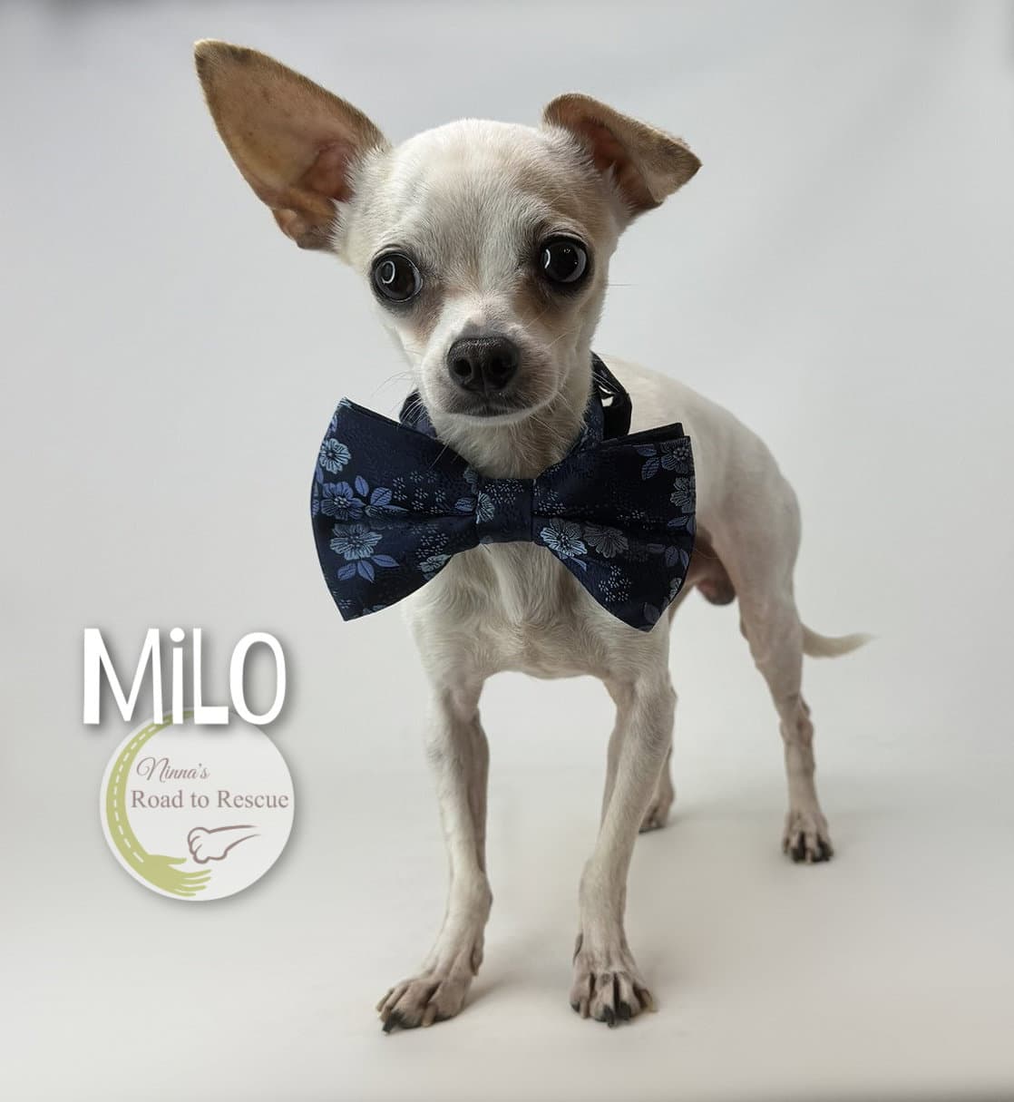 Milo - Chihuahua