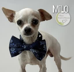 Milo image 2