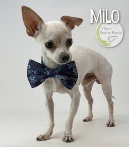 Milo image 3