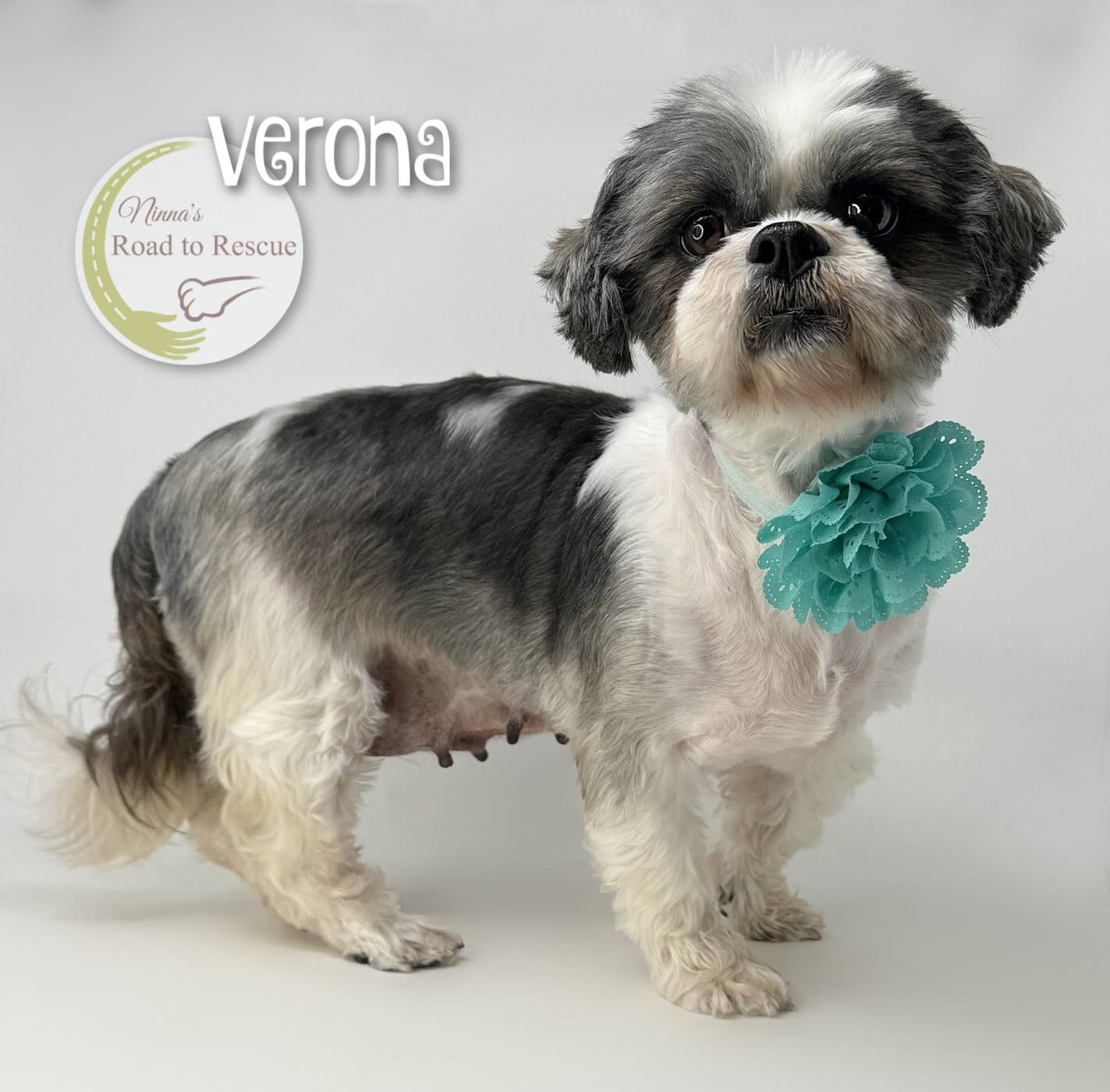 Verona - Shih Tzu