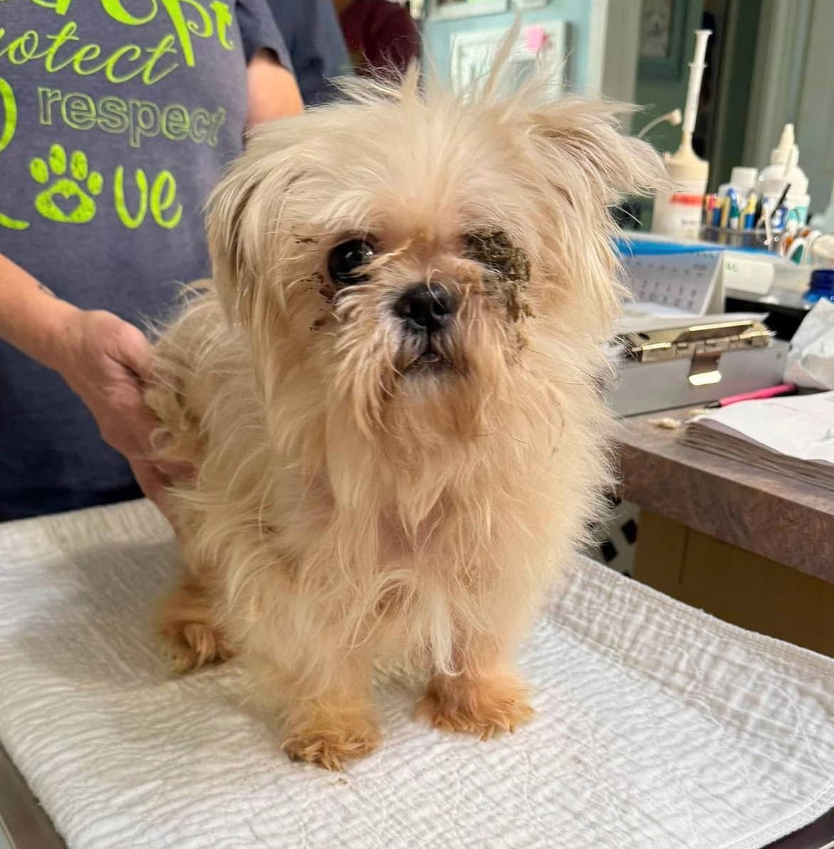 Chewbarka Not Yet Available - Shih Tzu