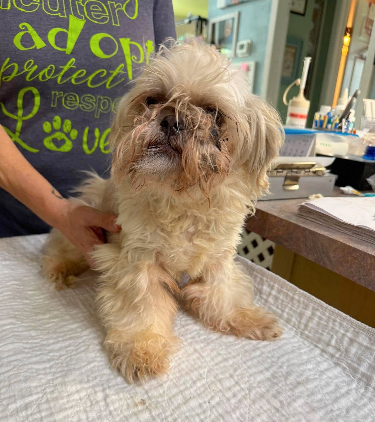 Butter Moon Not Yet Available - Shih Tzu