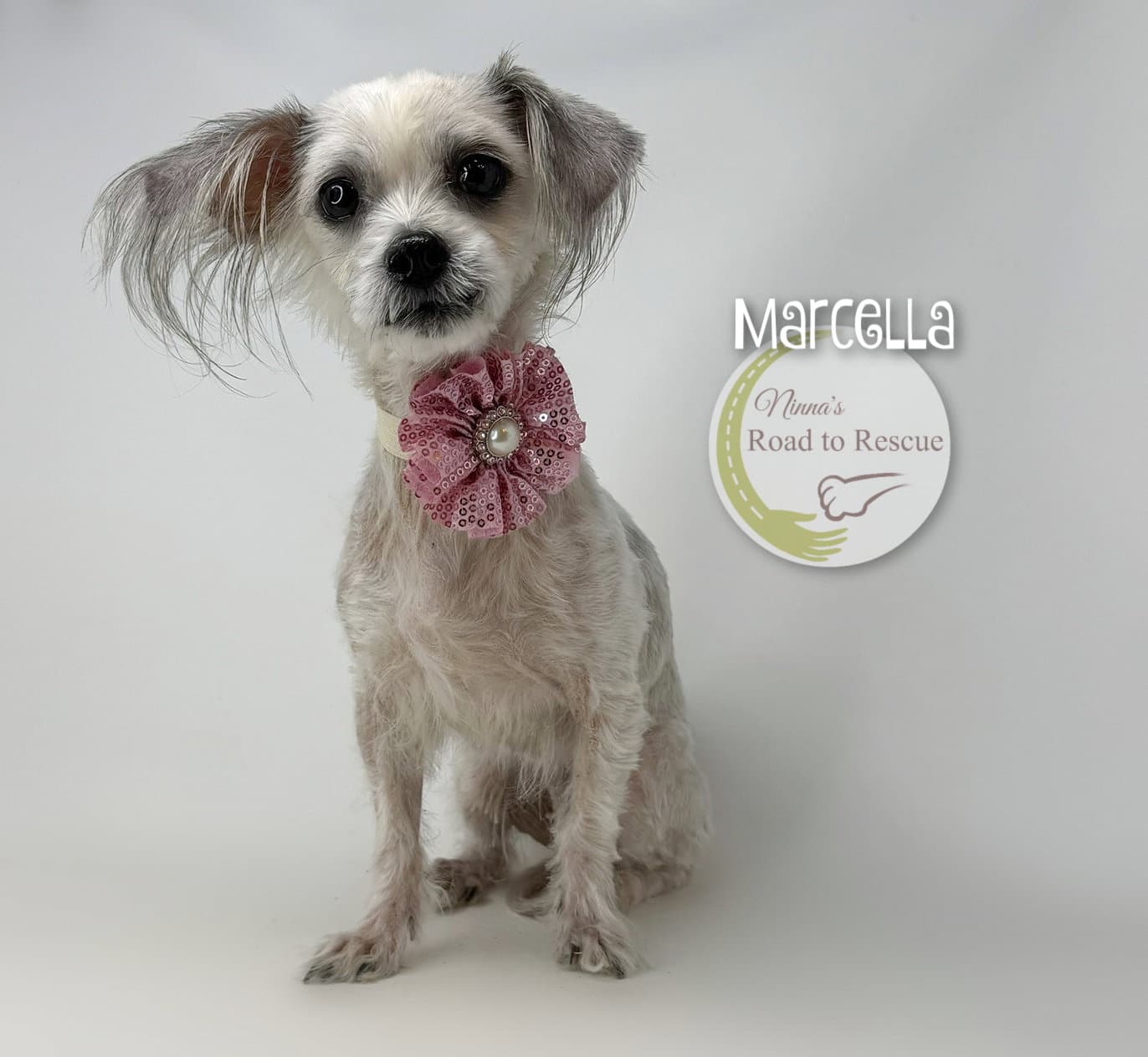 Marcella - Chinese Crested-Hairless