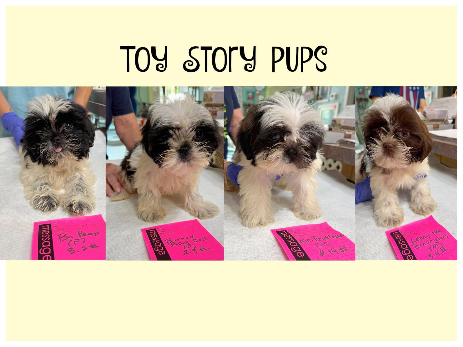 Toy Story Pups Not Yet Available - Shih Tzu