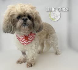 Lillie Grace image 1