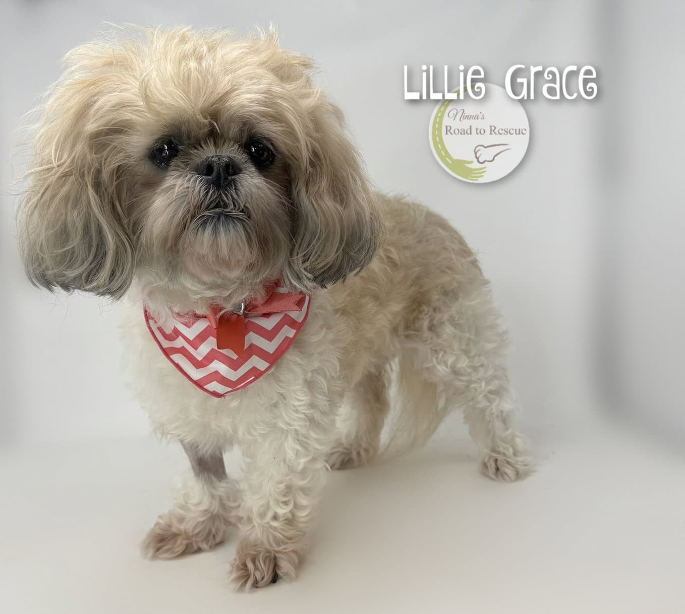 Lillie Grace - Shih Tzu