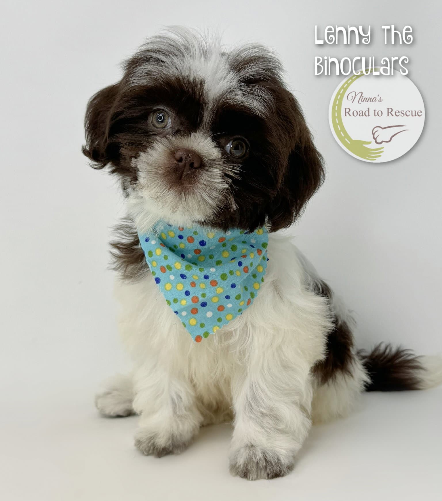 Lenny The Binoculars - Shih Tzu