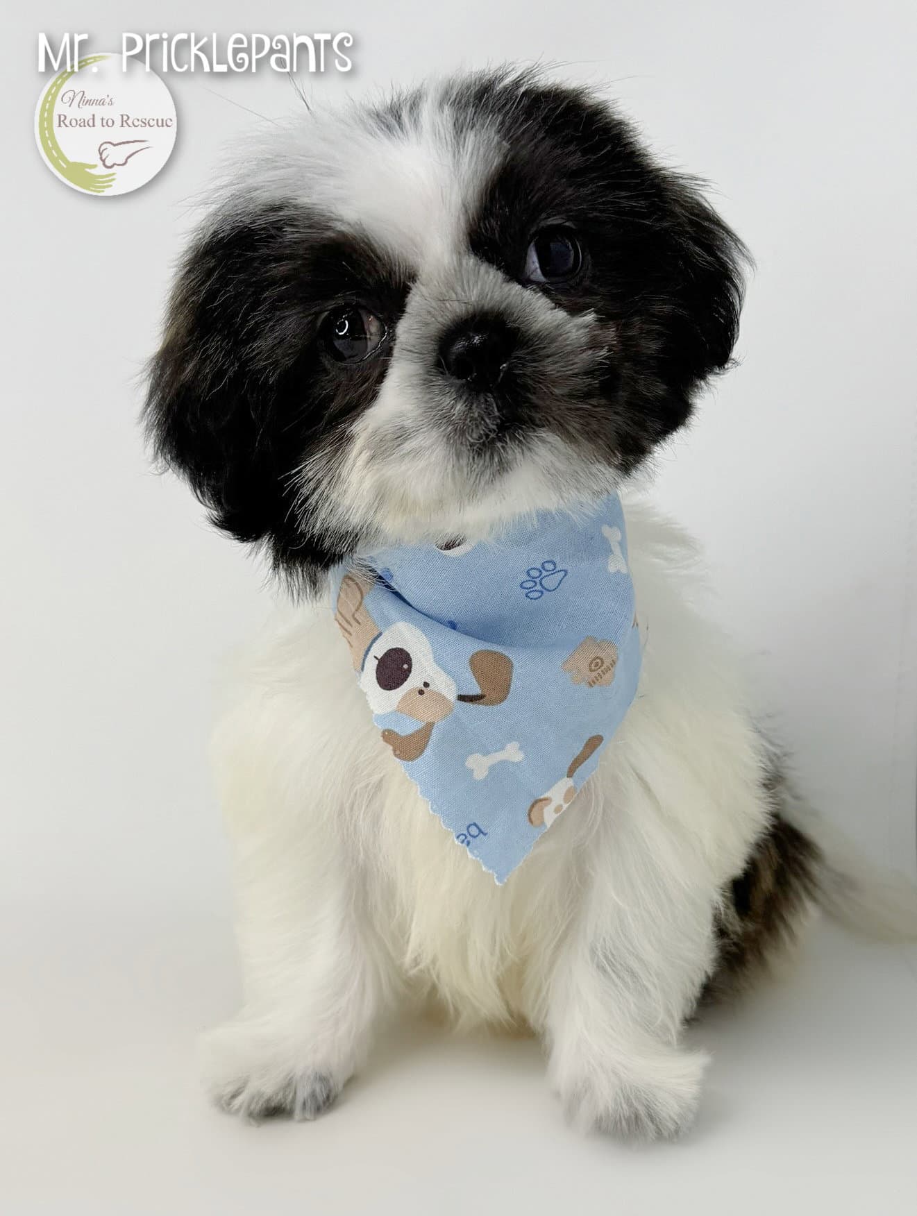 Mr Pricklepants - Shih Tzu