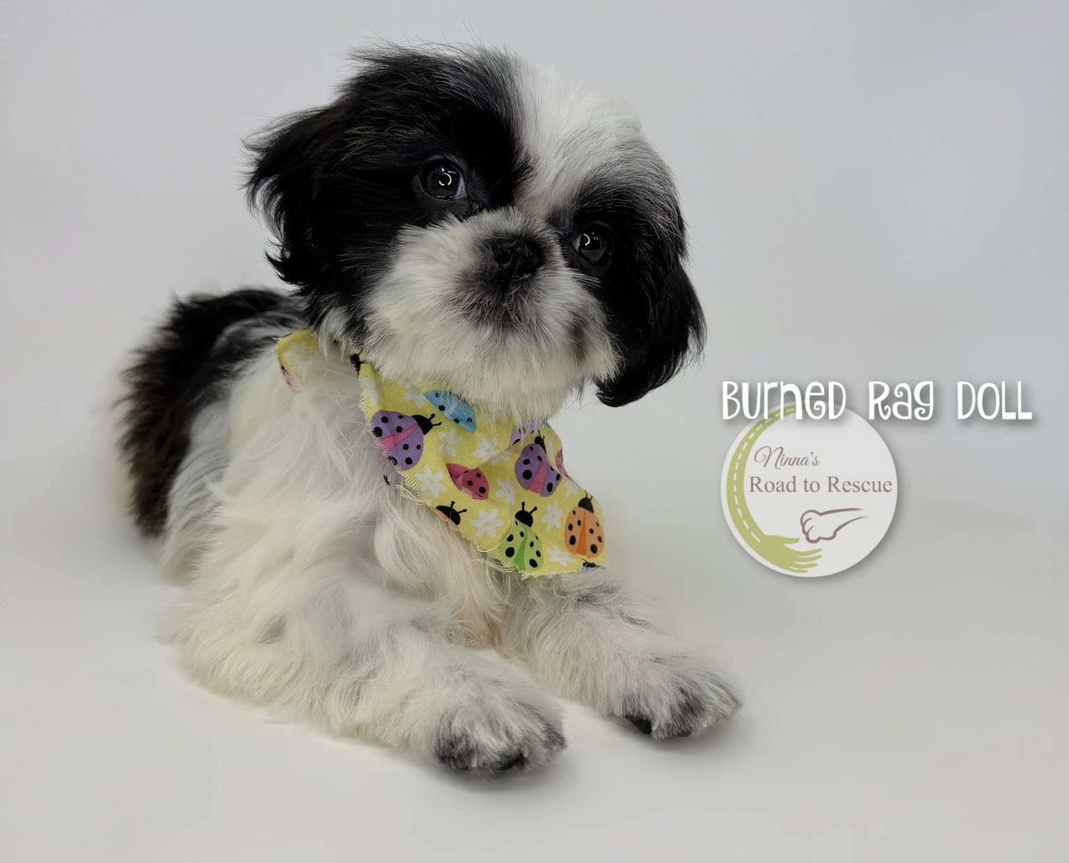 Burned Rag Doll - Shih Tzu