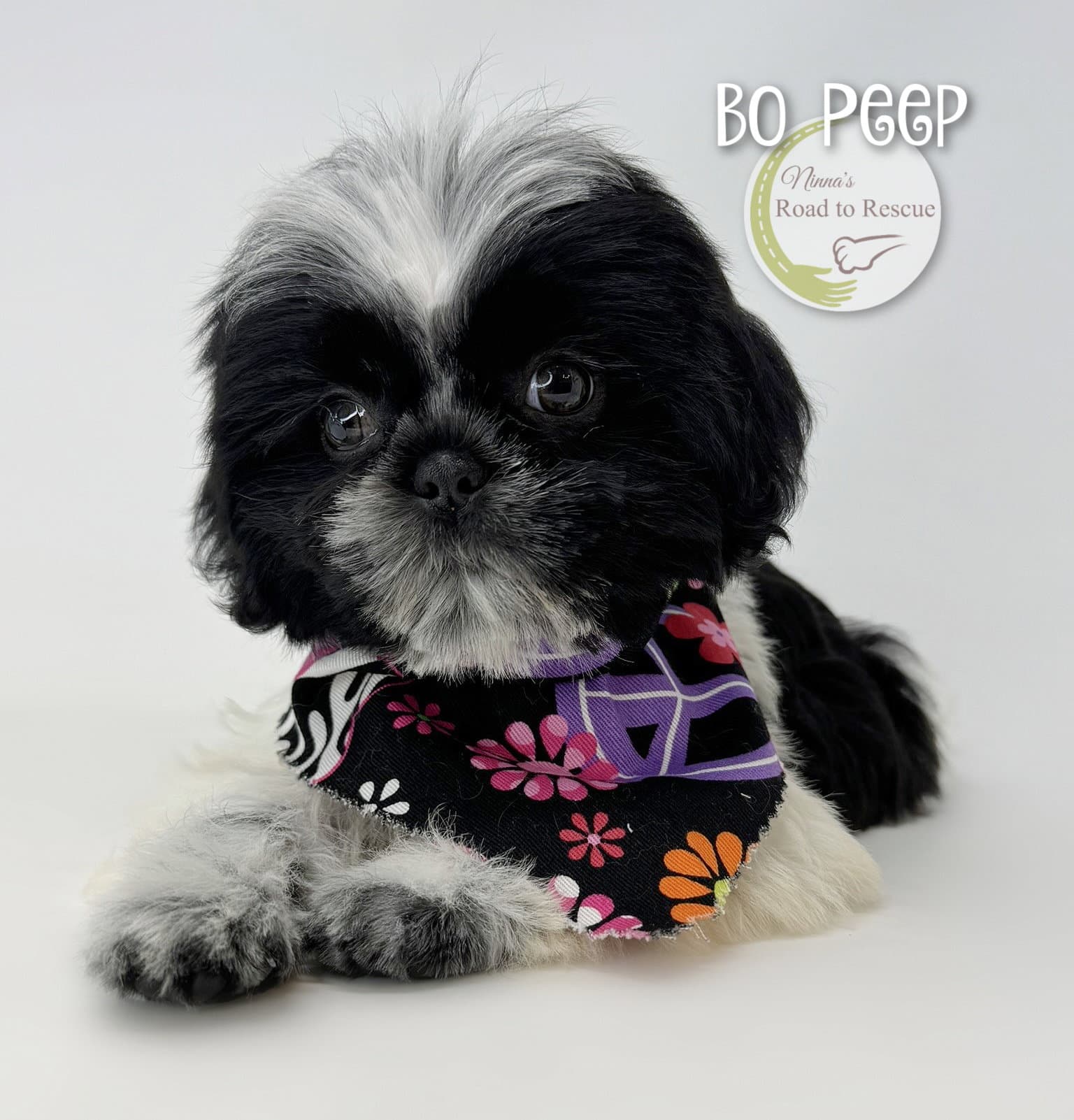 Bo Peep - Shih Tzu