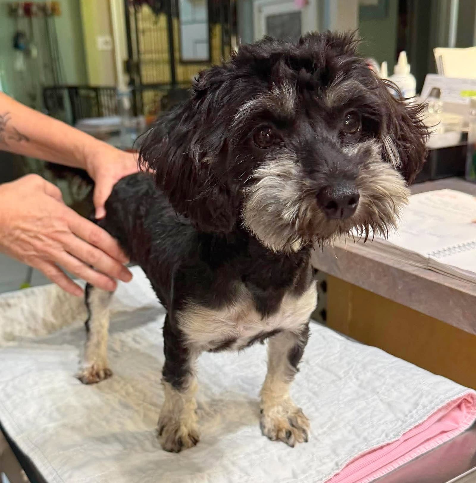 Ildegar Not Yet Available - Yorkshire Terrier Yorkie