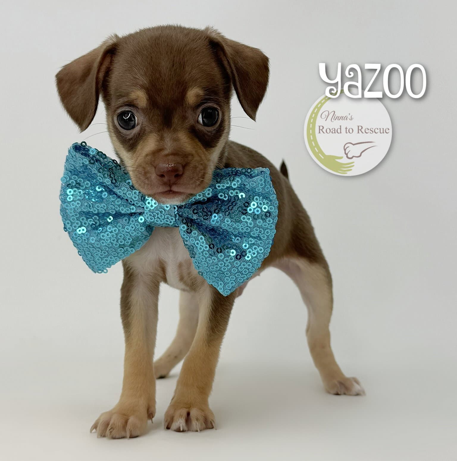 Yazoo - Chihuahua