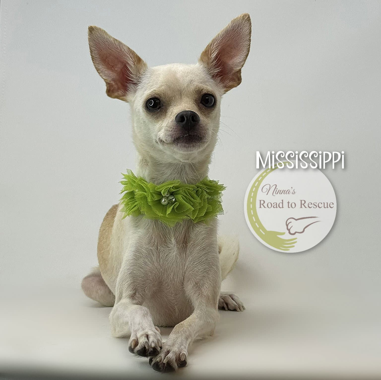 Mississippi - Chihuahua