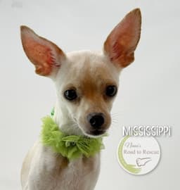 Mississippi image 2