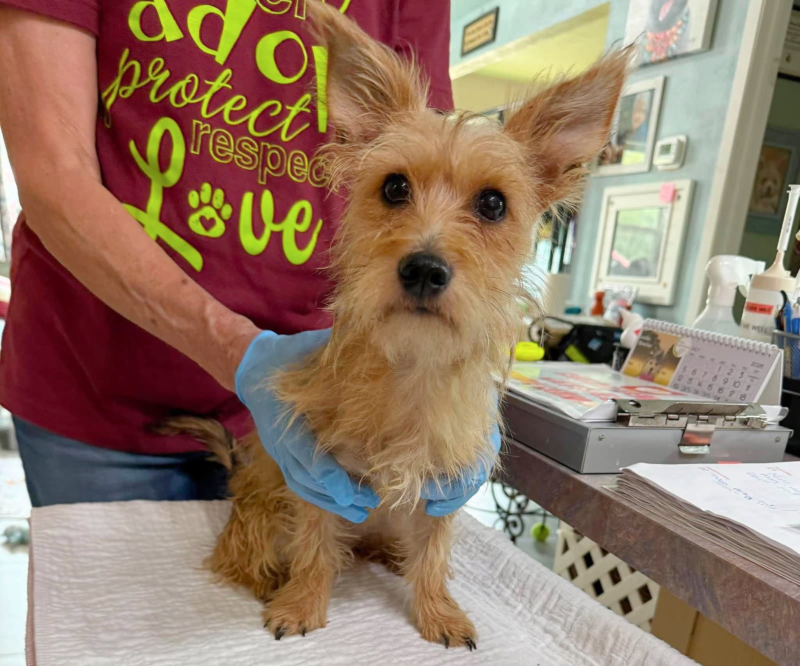 Scully Not Yet Available - Cairn Terrier