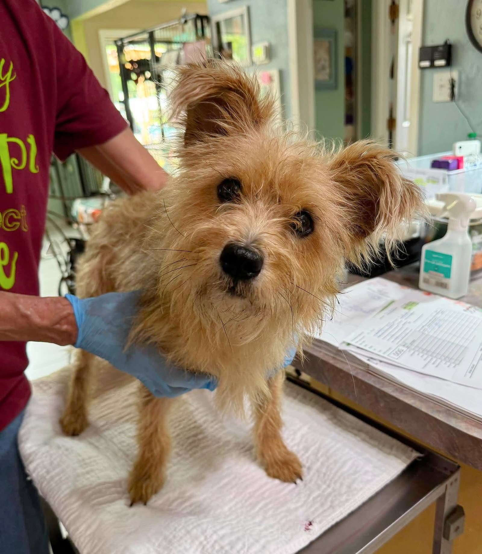 Fox Mulder Not Yet Available - Cairn Terrier