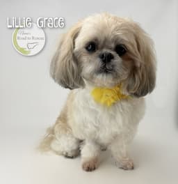 Lillie Grace image 1