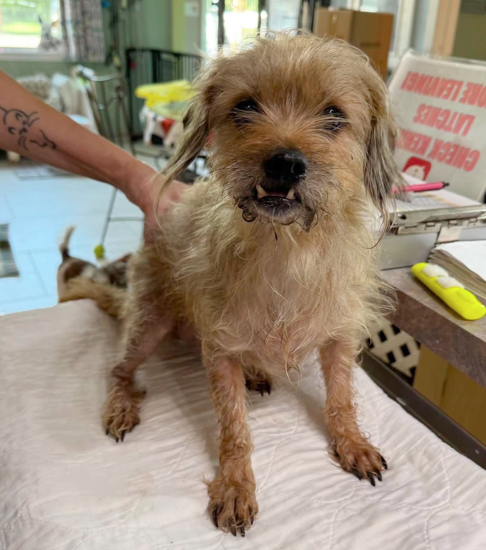 Swilly Not Yet Available - Cairn Terrier